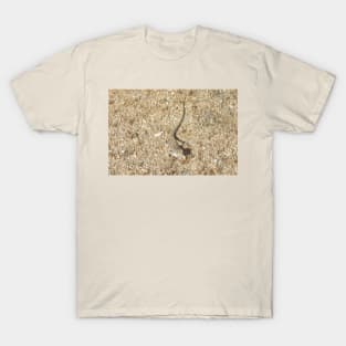 Lizard, Long-nosed Leopard Lizard, Reptiles, Wildlife, Reptilian, Gifts T-Shirt